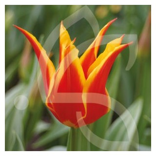 Bulbes Tulipes Fleur de Lys Fly Away cal 11/12 les 100