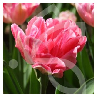 Bulbes Tulipes Double Hative Foxtrot cal 12/+ les 100