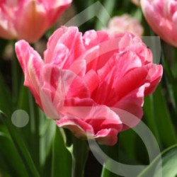 Bulbes Tulipes Foxtrot cal...