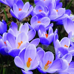 Bulbes Crocus Flower Record...