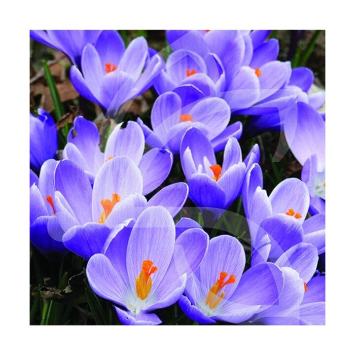 Bulbes Crocus Flower Record cal 09-10 les 100