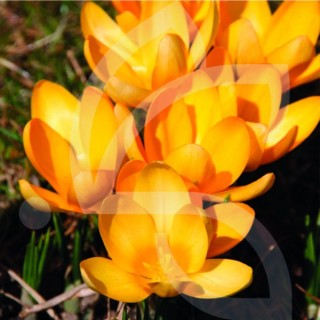 Bulbes Crocus Grand Jaune cal 08-09 les 100