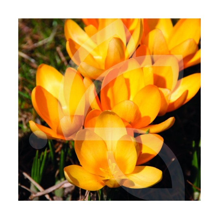 Bulbes Crocus Grand Jaune cal 08-09 les 100