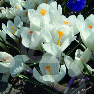 Bulbes Crocus Jeanne d'Arc cal 08-09 les 100