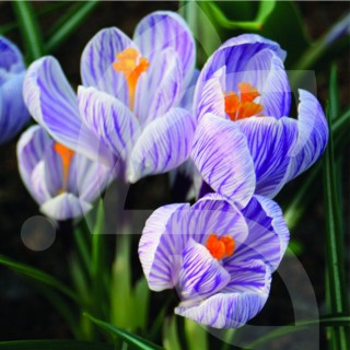 Bulbes Crocus Roi des Striés cal 08-09 les 100