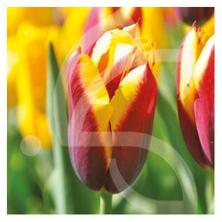 Bulbes Tulipes Triomphe Gavota cal 12/+ les 100
