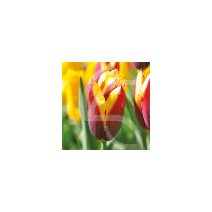 Bulbes Tulipes Triomphe Gavota cal 12/+ les 100