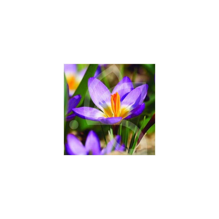 Bulbes Crocus Sieberi Tricolor cal 05-07 les 100