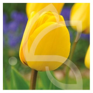 Bulbes Tulipes Darwin Hybride Golden Apeldoorn cal 12/+ les 100