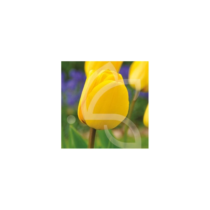 Bulbes Tulipes Darwin Hybride Golden Apeldoorn cal 12/+ les 100