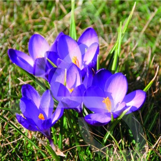 Bulbes Crocus Tommasinianus Ruby Giant cal I les 100