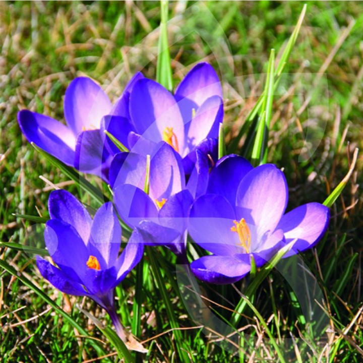 Bulbes Crocus Tommasinianus Ruby Giant cal I les 100