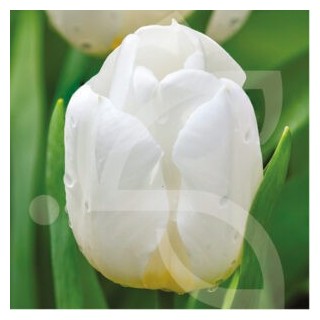 Bulbes Tulipes Darwin Hybride Hakuun cal 11/12 les 100