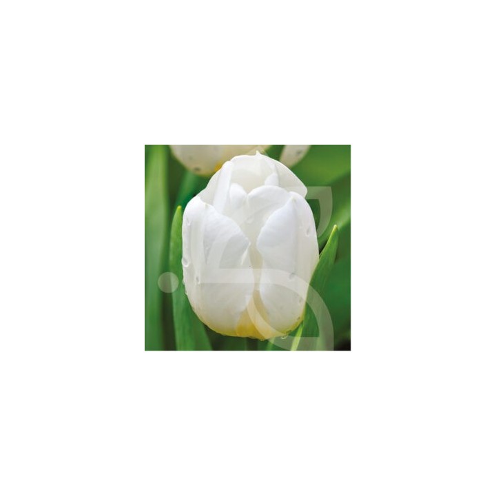 Bulbes Tulipes Darwin Hybride Hakuun cal 11/12 les 100