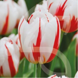 Bulbes Tulipes Happy...