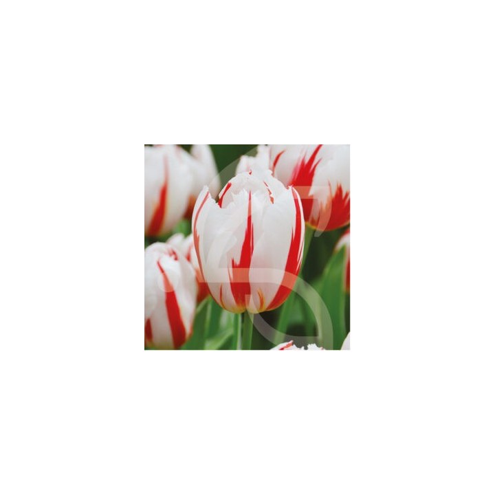 Bulbes Tulipes Triomphe Happy Génération cal 12/+ les 100