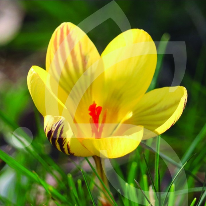 Bulbes Crocus Chrys. Fuscotinctus cal 05-07 les 100