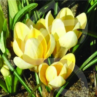 Bulbes Crocus Chrys. Romance cal 05-07 les 100