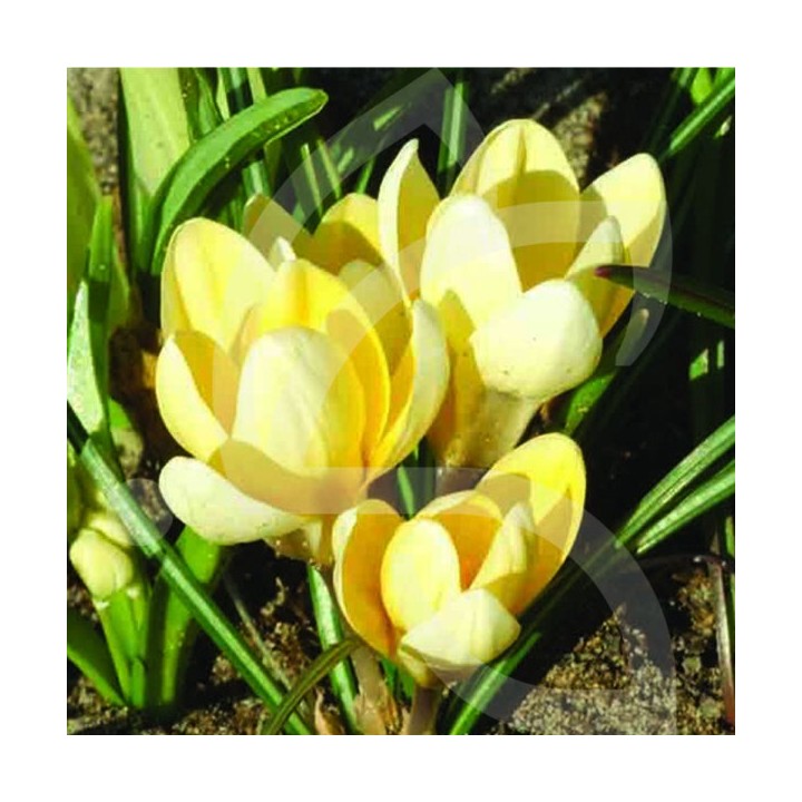 Bulbes Crocus Chrys. Romance cal 05-07 les 100