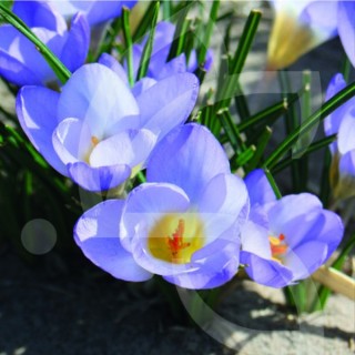 Bulbes Crocus Chrys. Blue Pearl cal 05-07 les 100