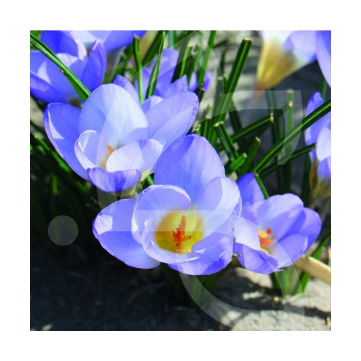 Bulbes Crocus Chrys. Blue Pearl cal 05-07 les 100