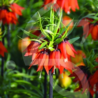 Bulbes Fritillaria Aurora cal 24/+ les 25