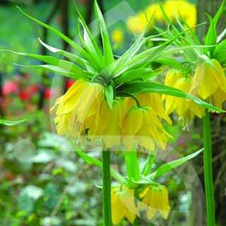 Bulbes Fritillaria Lutea cal 24/+ les 25