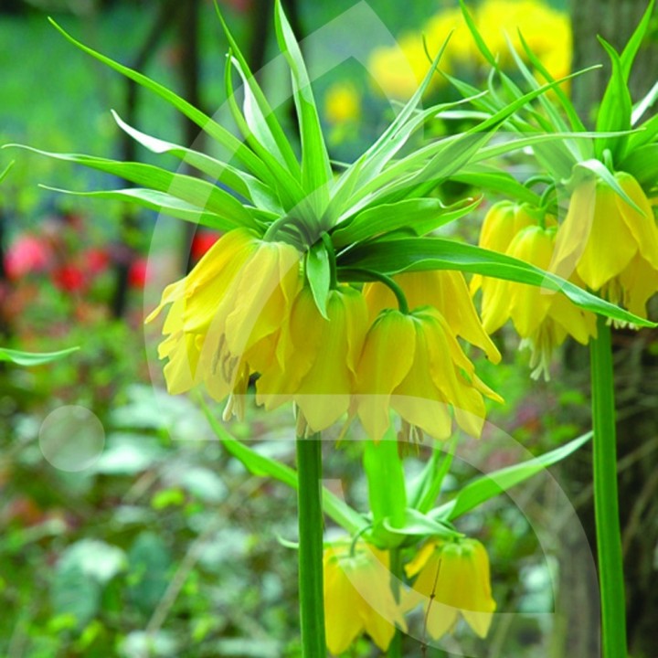 Bulbes Fritillaria Lutea cal 24/+ les 25