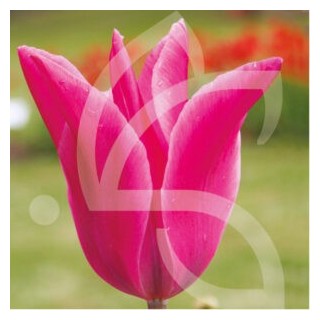 Bulbes Tulipes Fleur de Lys Jazz cal 12/+ les 100