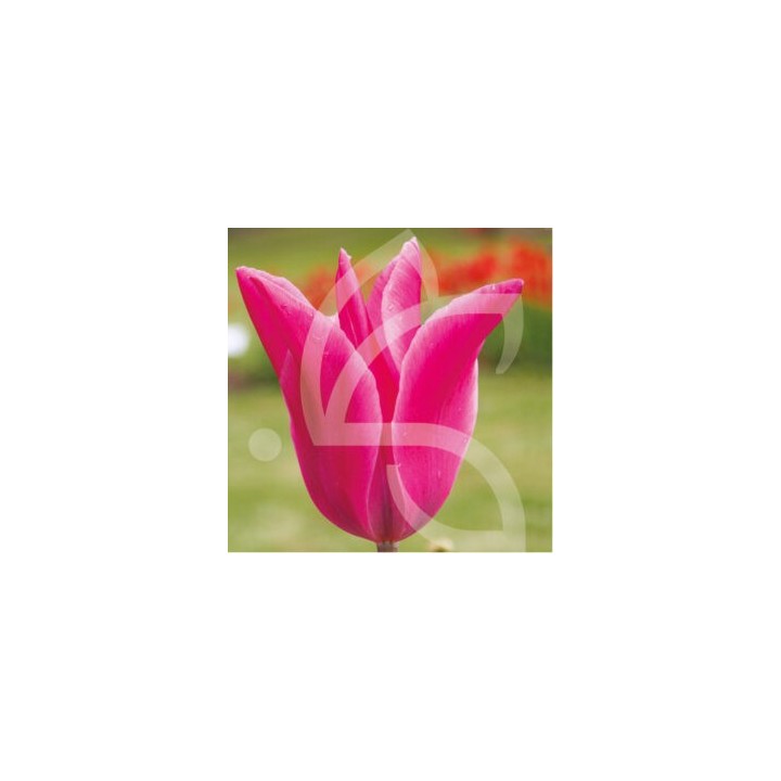 Bulbes Tulipes Fleur de Lys Jazz cal 12/+ les 100