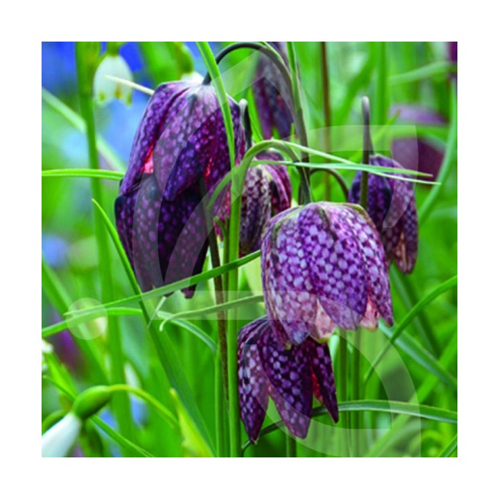 Bulbes Fritillaria Meleagris cal 05-06 les 100