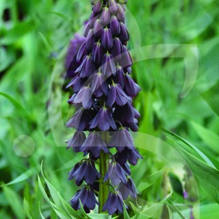 Bulbes Fritillaria Persica noire cal 20/+ les 25