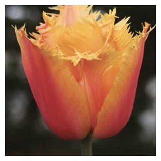 Bulbes Tulipes Frangée Lambada cal 11/12 les 100