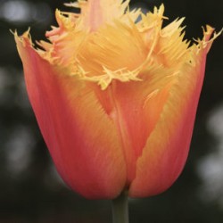 Bulbes Tulipes Lambada cal...