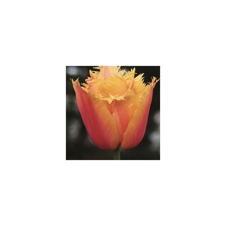 Bulbes Tulipes Frangée Lambada cal 11/12 les 100