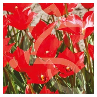 Bulbes Tulipes Botanique Linifolia cal 04/05 les 100