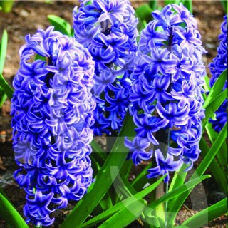 Bulbes Jacinthes Blue Jacket cal 16/+ les 50