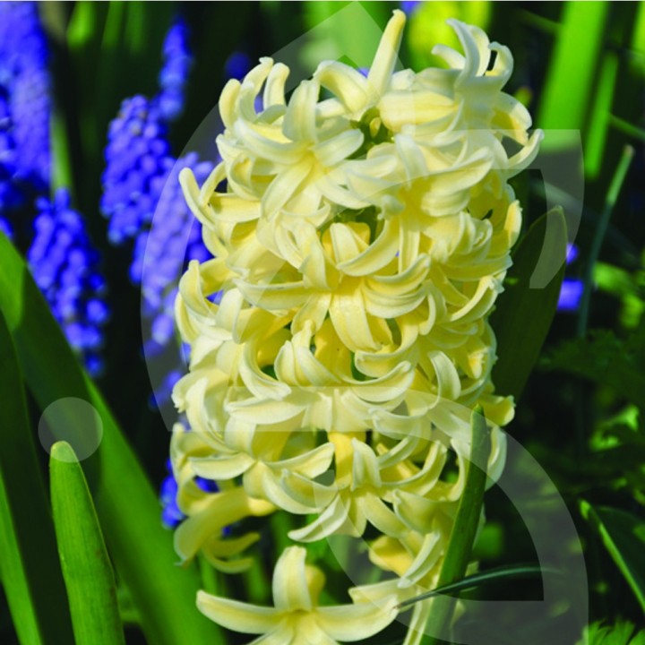 Bulbes Jacinthes City of Haarlem cal 16/+ les 50