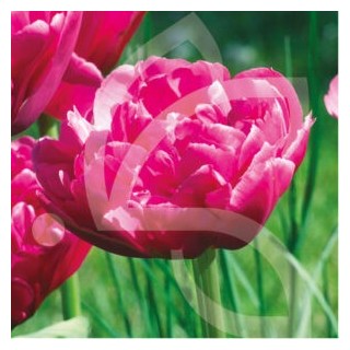 Bulbes Tulipes Double Hative Margarita cal 12/+ les 100