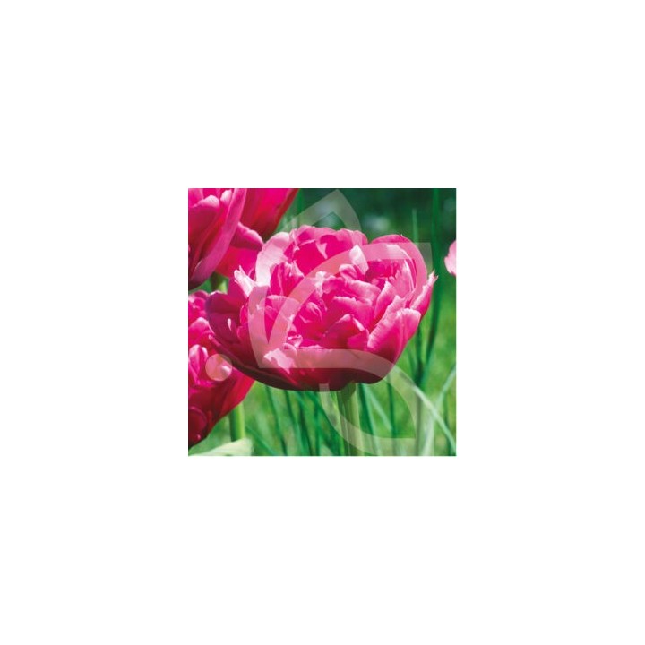 Bulbes Tulipes Double Hative Margarita cal 12/+ les 100