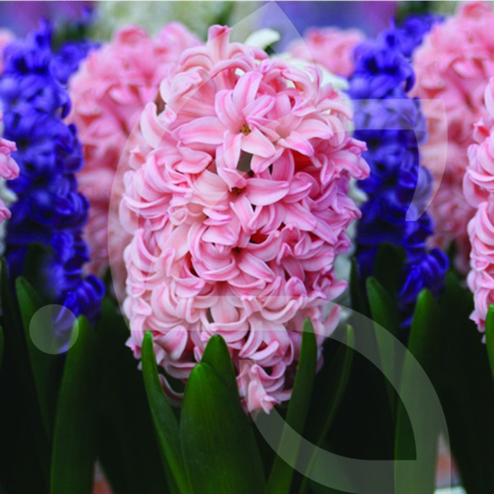 Bulbes Jacinthes Fondant cal 16/+ les 50