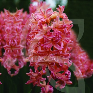 Bulbes Jacinthes Gipsy Queen cal 16/+ les 50