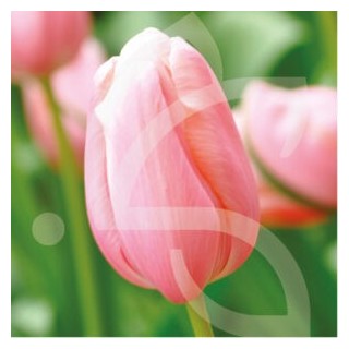 Bulbes Tulipes Simple Hative Menton cal 12/+ les 100