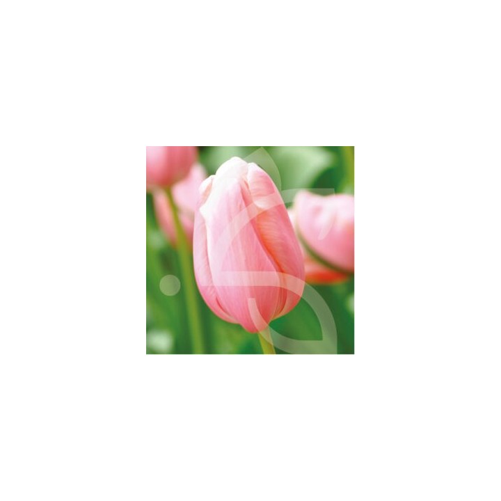 Bulbes Tulipes Simple Hative Menton cal 12/+ les 100