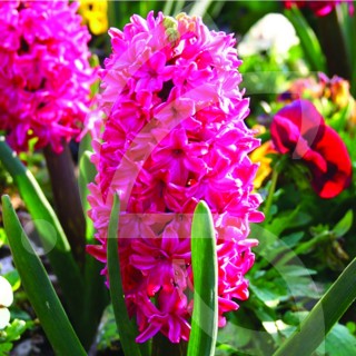 Bulbes Jacinthes Jan Bos cal 16/+ les 50