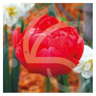 Bulbes Tulipes Double Tardive Miranda cal 12/+ les 100