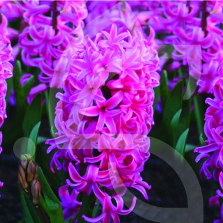 Bulbes Jacinthes Pink Pearl  cal 16/+ les 50