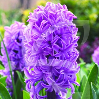 Bulbes Jacinthes Purple Voice cal 16/+ les 50