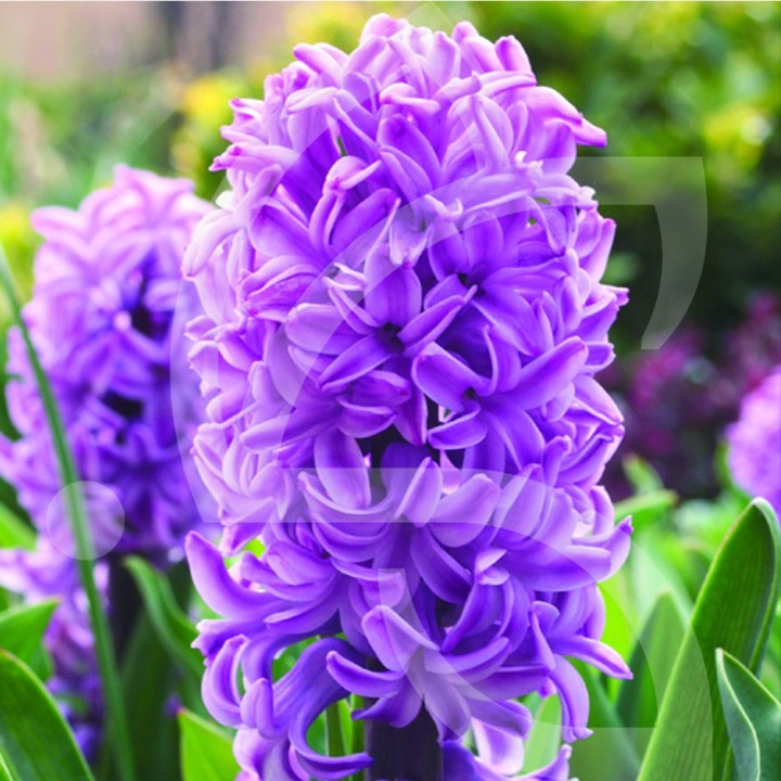 Bulbes Jacinthes Purple Voice cal 16/+ les 50