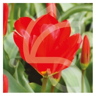 Bulbes Tulipes Botanique Fosteriana Mme Lefeber cal 12/+ les 100